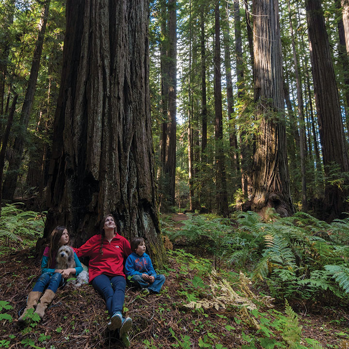 California’s redwoods are always a tall draw.