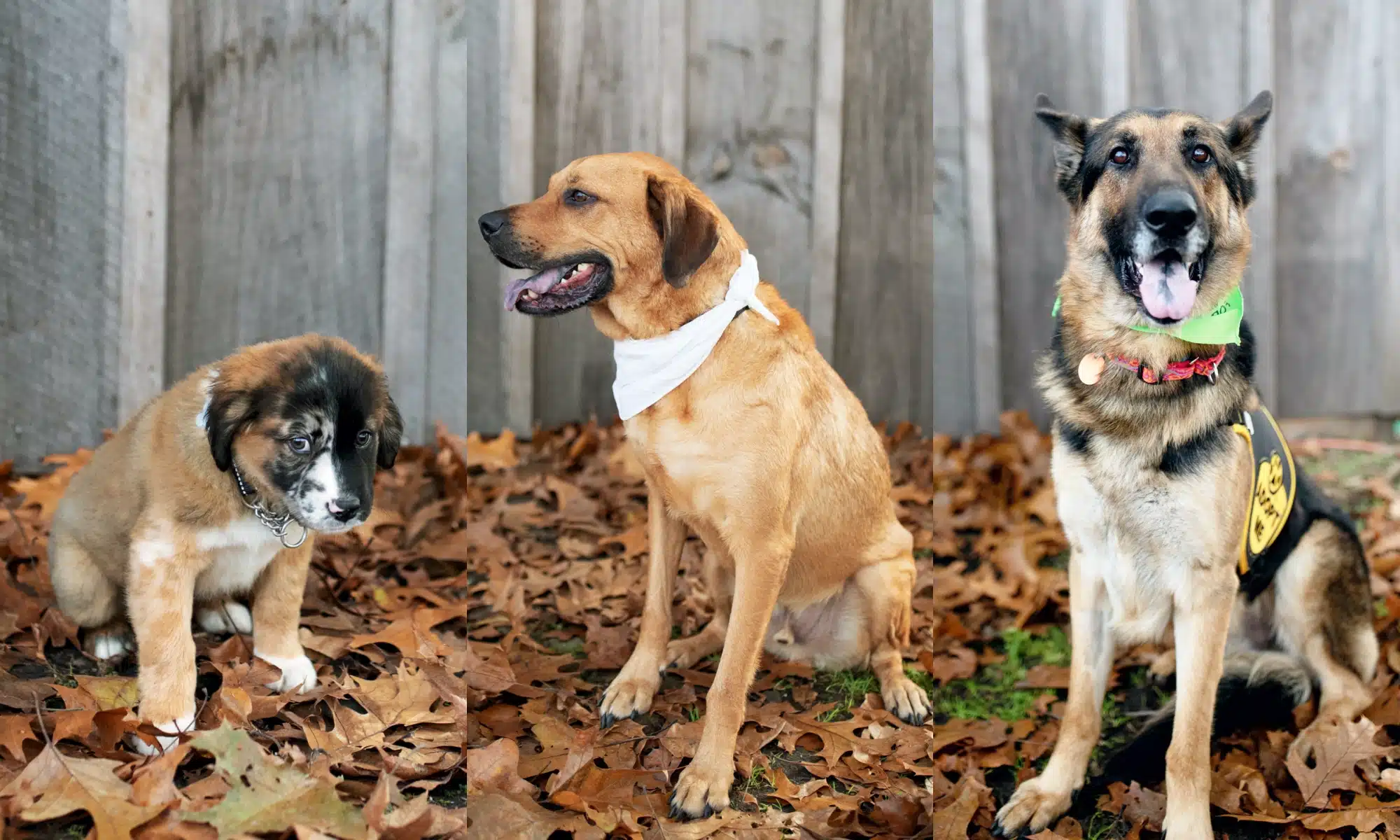 Always Adopt: Rhode Island’s Twice-Yearly Supersize Dog Adoption Event