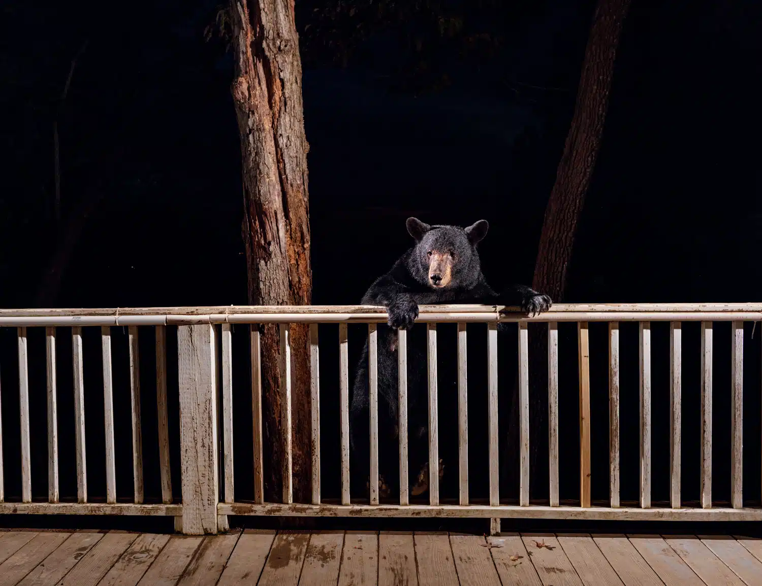 The Bears Next Door | Black Bears in Connecticut