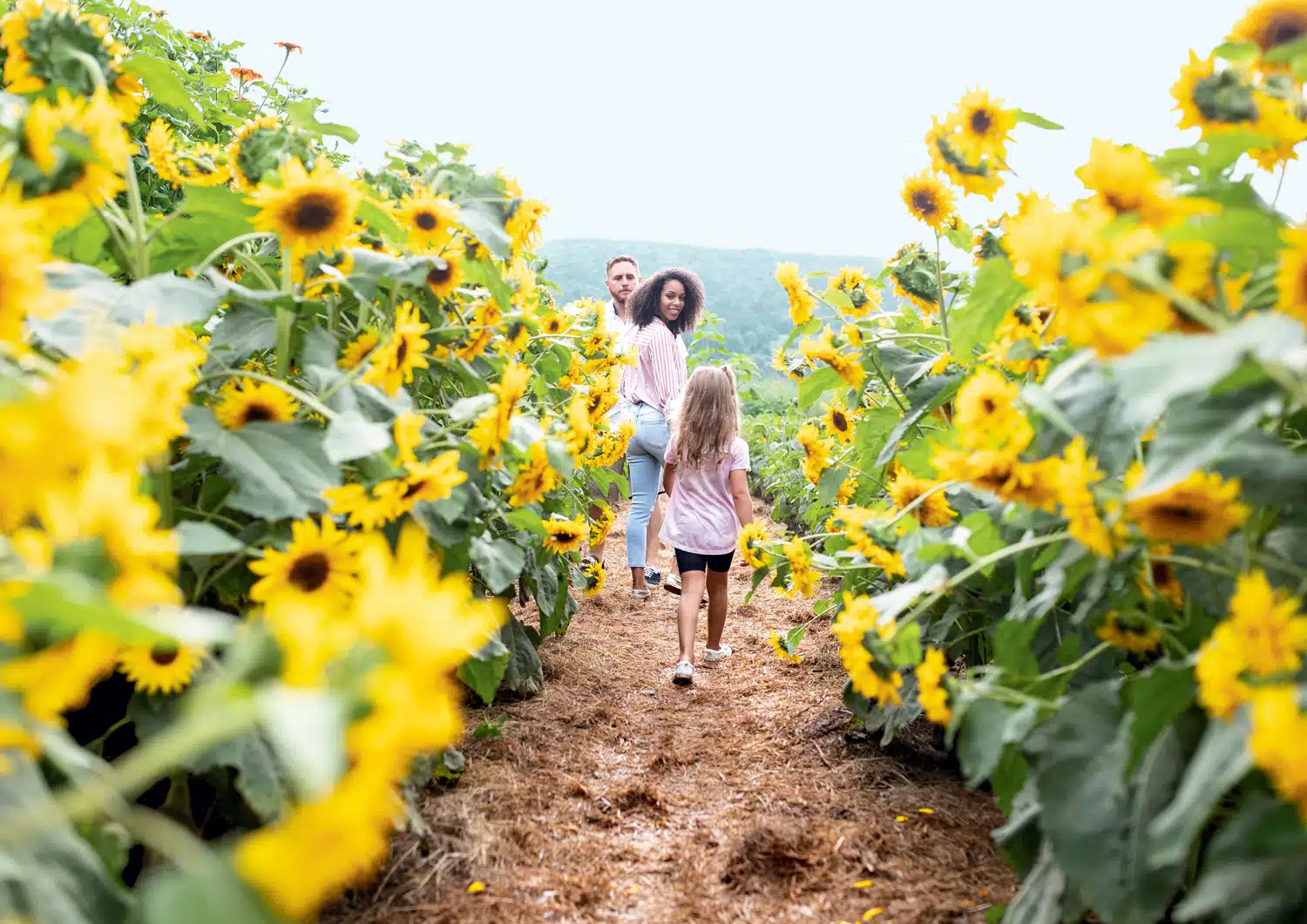 The Sunflower House at Billings Farm & Museum in Vermont