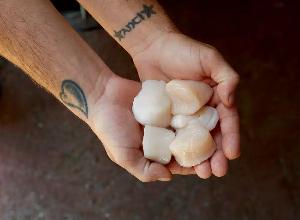 Scallops Guide | What’s the Difference Between Sea Scallops and Bay Scallops?